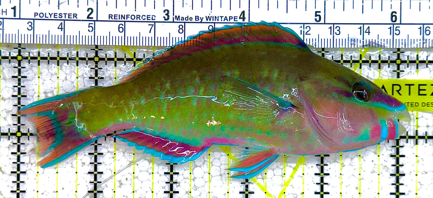 Princess Parrotfish PP012802 WYSIWYG Size: L 5" approx