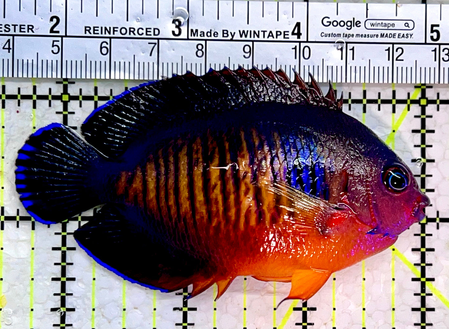 Coral Beauty Angelfish CBA112302 WYSIWYG Size: XL 3.5"