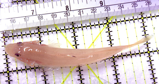 White Sand Shifting Sleeper Goby WSSSG100601 WYSIWYG Size: L 4.25" approx