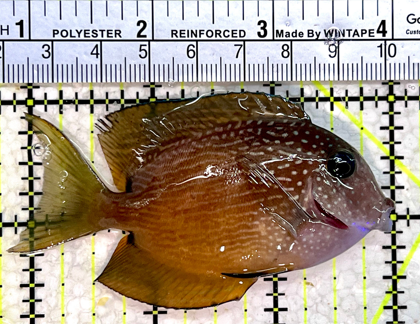 Blue Eye Kole Tang BET112302 WYSIWYG Size: L 3.25"