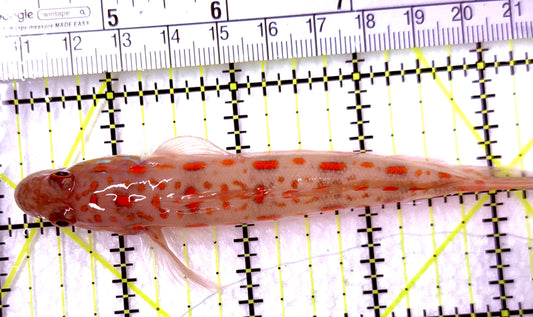 Diamond Watchman Goby DWG100505 WYSIWYG Size: XL 4" approx