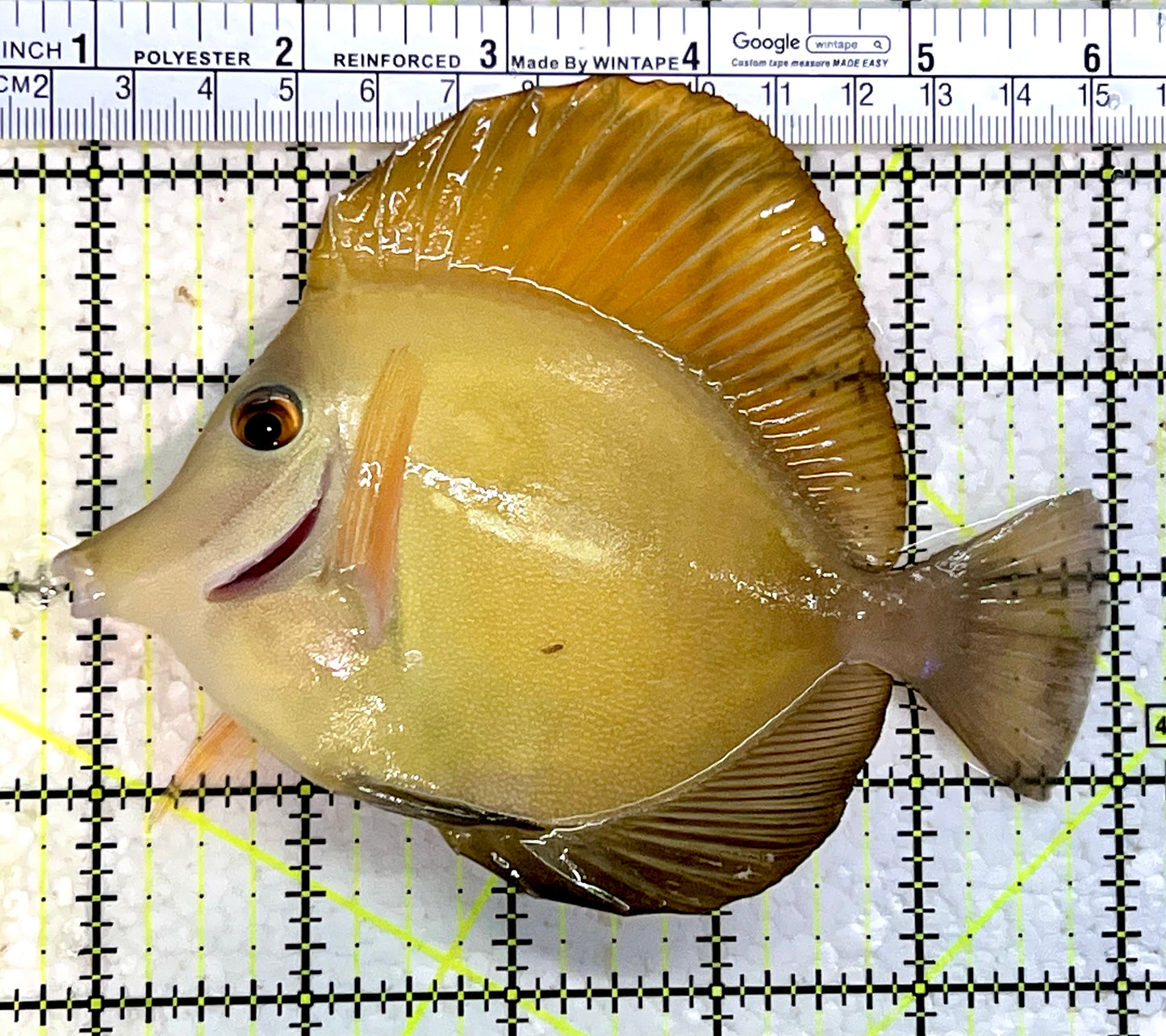 Rare Hybrid Scopas Tang RHST112301 WYSIWYG Size: XL 5.25"