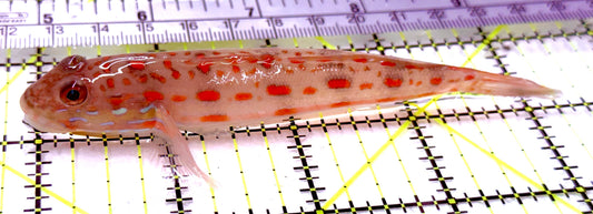 Diamond Watchman Goby DWG100503 WYSIWYG Size: XL 4.5" approx