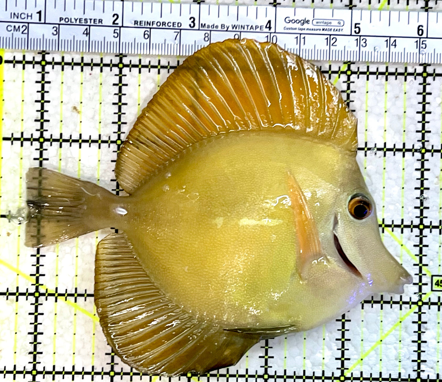 Rare Hybrid Scopas Tang RHST112301 WYSIWYG Size: XL 5.25"
