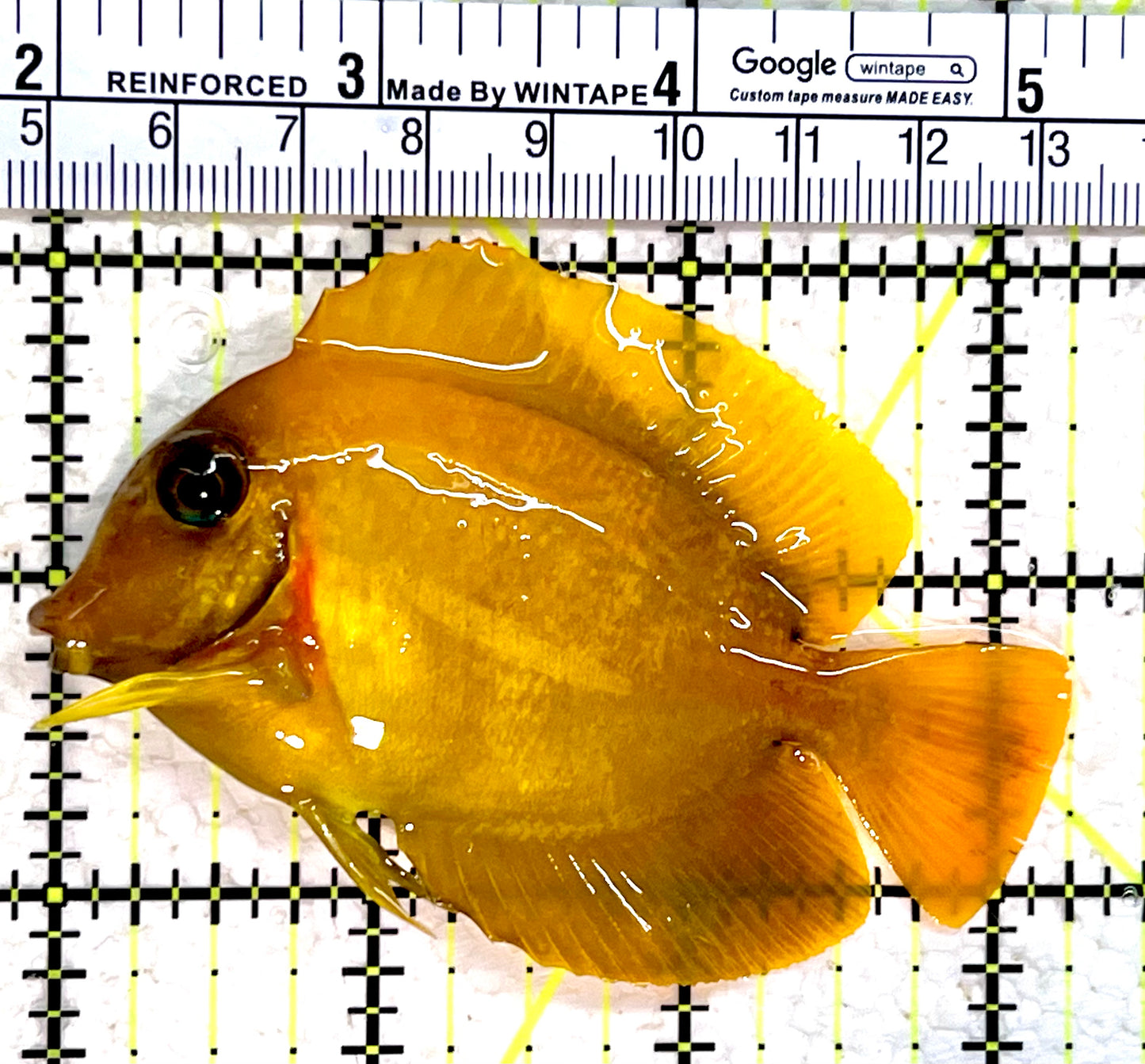Yellow Mimic Tang (Chocolate Tang When it is Adult) YMT112304 WYSIWYG Size: M 3.25"