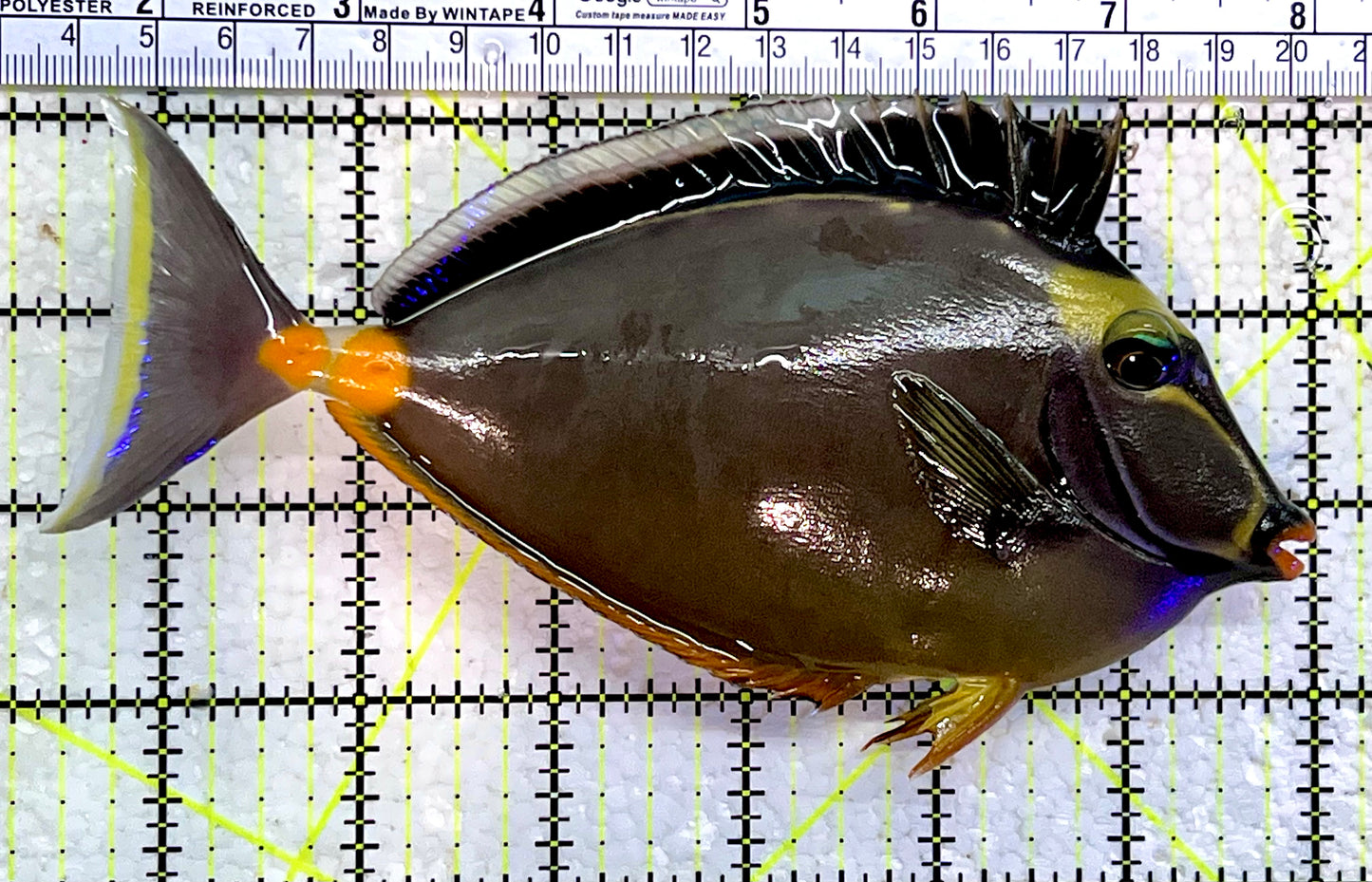 Naso Tang NT112303 WYSIWYG Size: XL 6.5"