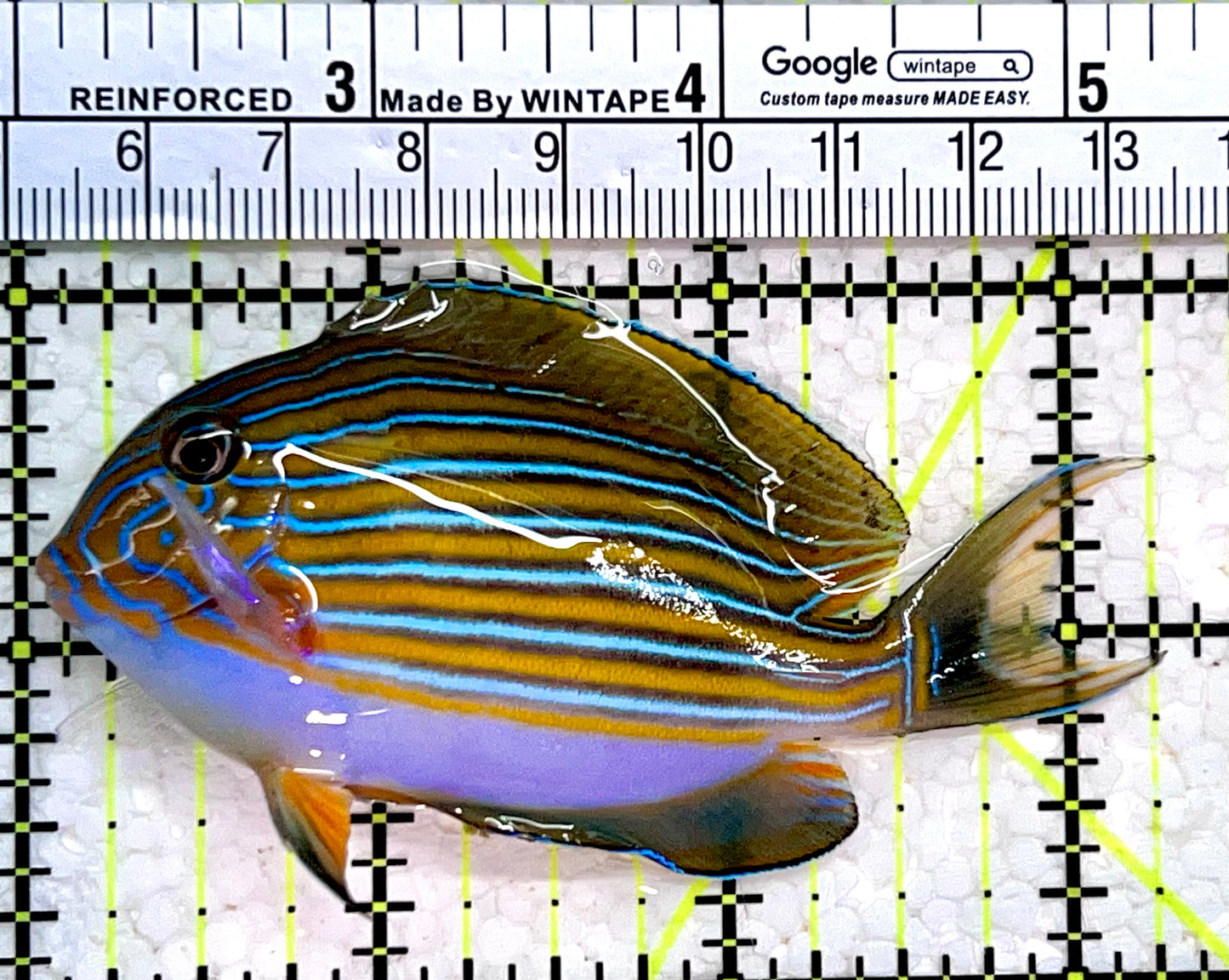 Clown Tang CT112301 WYSIWYG Size: M 3.25"