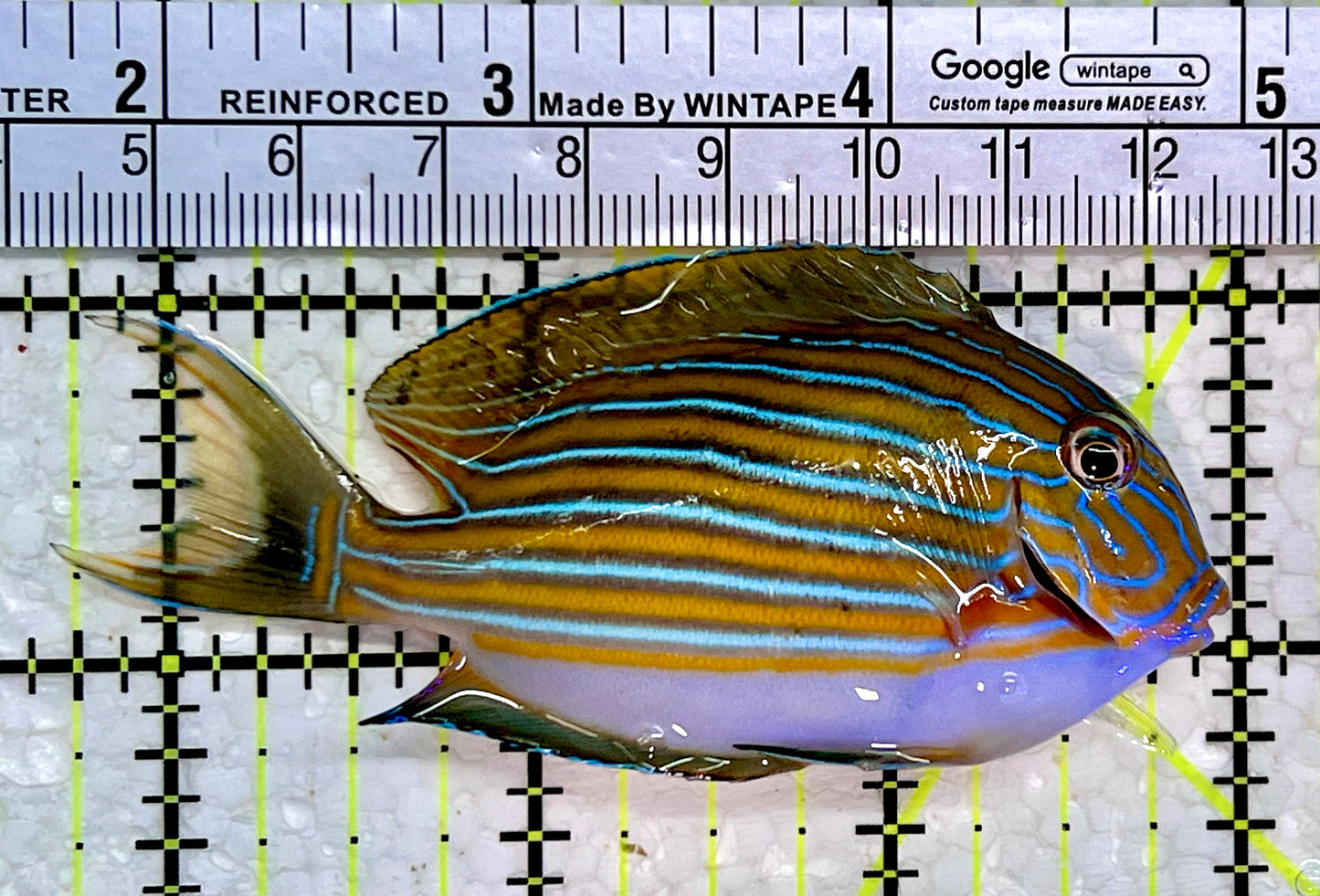 Clown Tang CT112301 WYSIWYG Size: M 3.25"