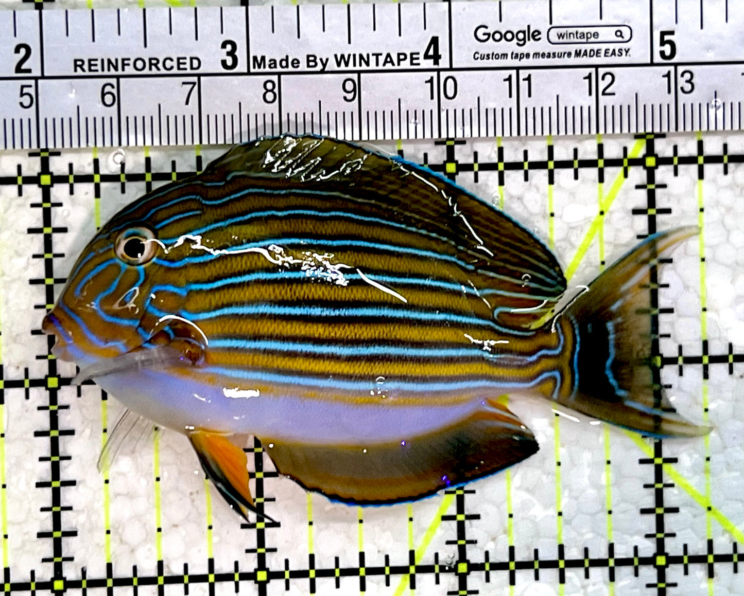 Clown Tang CT112302 WYSIWYG Size: M 3.25"