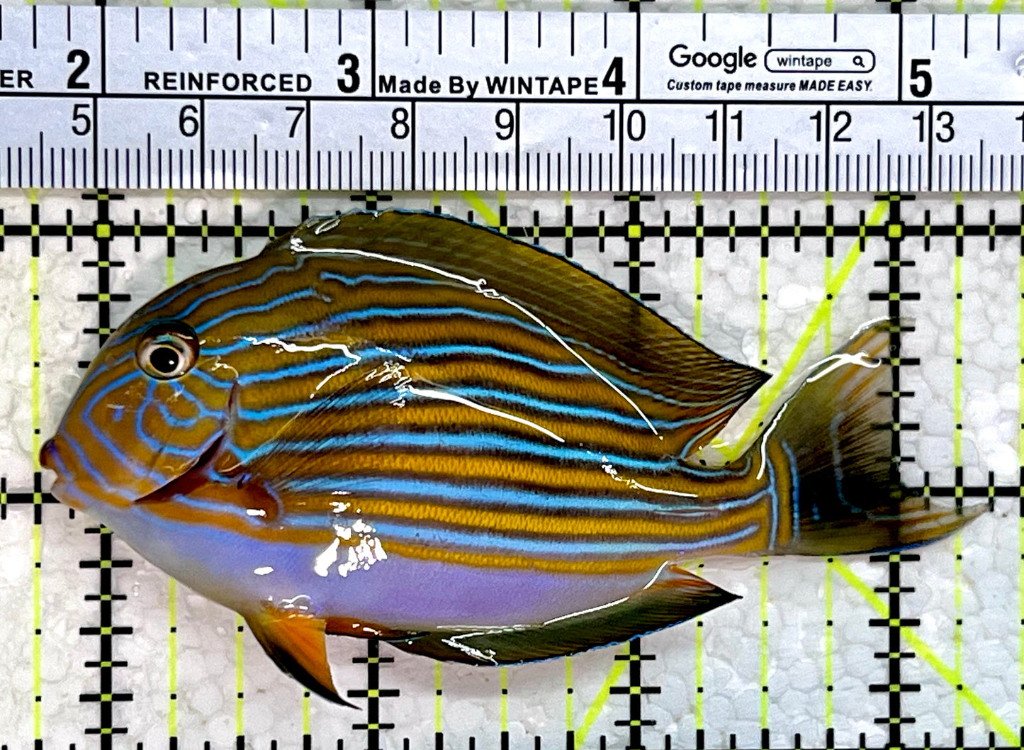 Clown Tang CT112303 WYSIWYG Size: M 3.5"