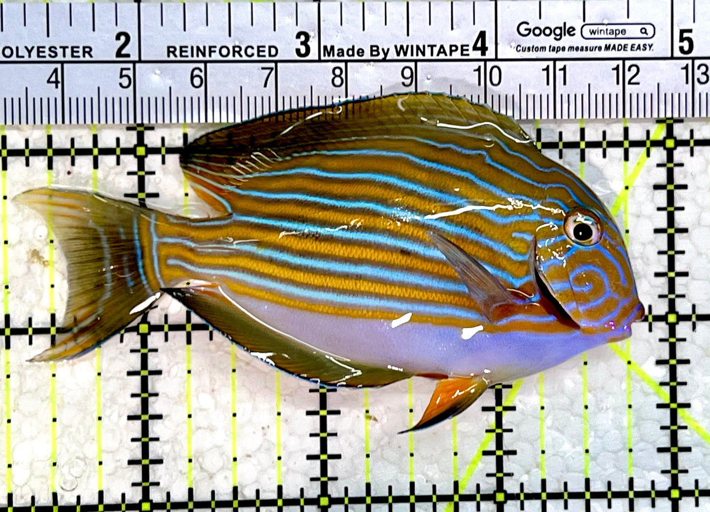 Clown Tang CT112303 WYSIWYG Size: M 3.5"