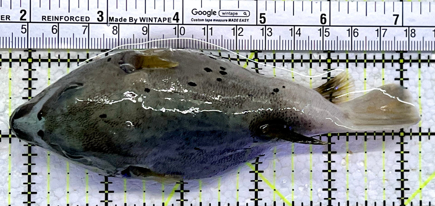 Dogface PufferFish DP112301 WYSIWYG Size: XL 5.5"