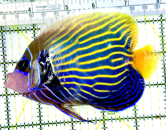 Emperor Angelfish Adult EAA100301 WYSIWYG Size: ML 5" approx