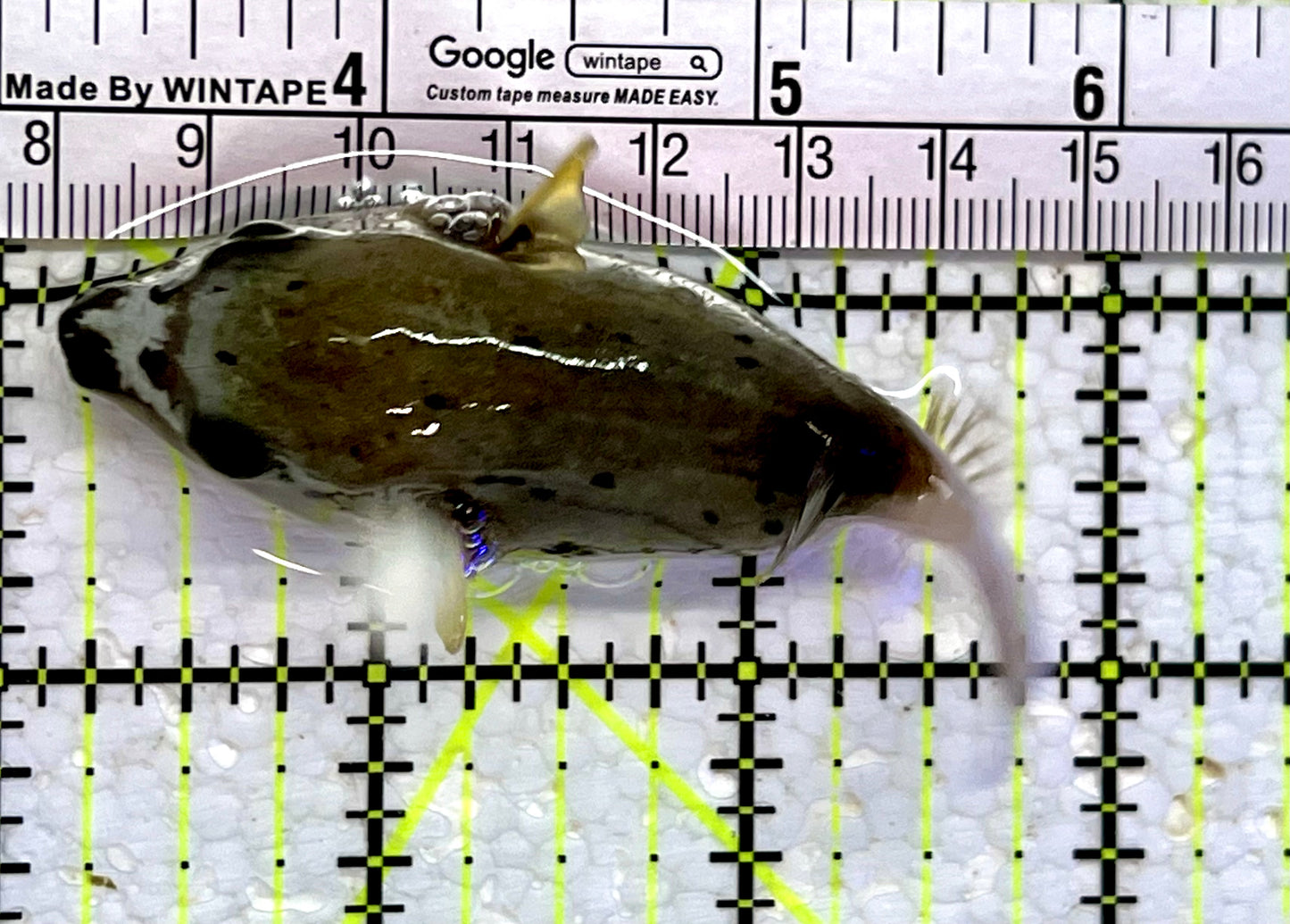 Dogface PufferFish DP112303 WYSIWYG Size: M 3.5"