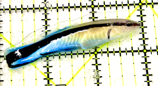 Blue Cleaner Wrasse BCW100301 WYSIWYG Size: XL 3” approx