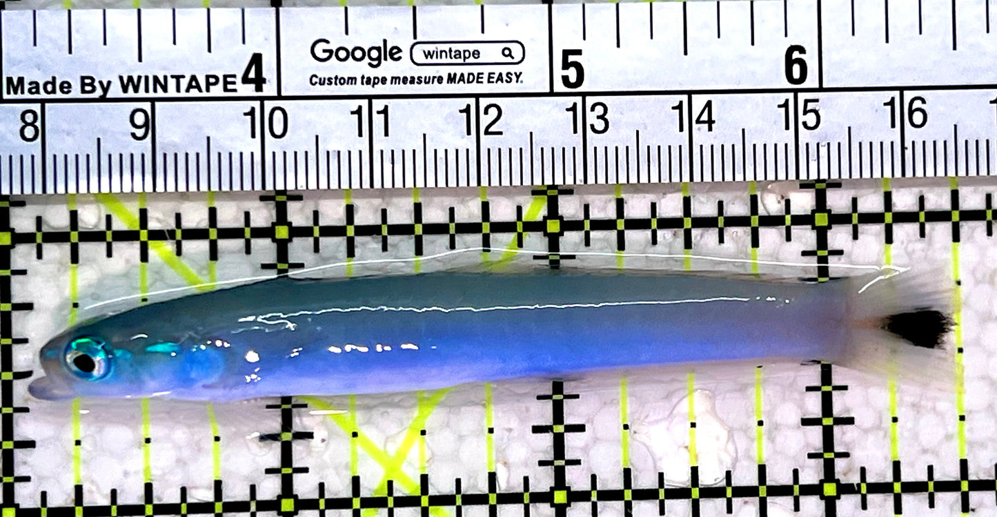 Blue Gudgeon Dartfish BGD112301 WYSIWYG Size: 3.5"