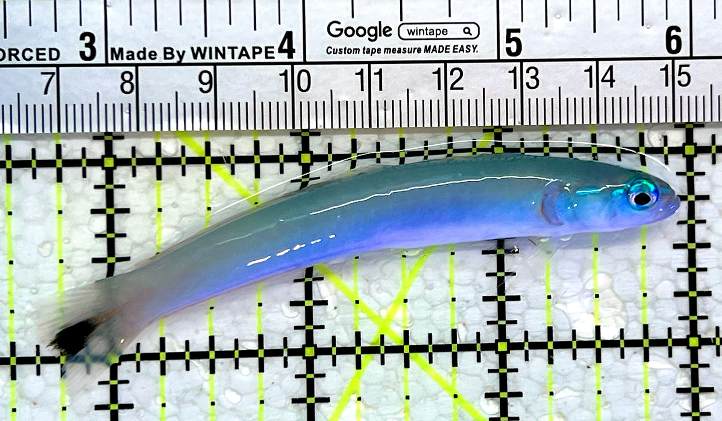 Blue Gudgeon Dartfish BGD112301 WYSIWYG Size: 3.5"