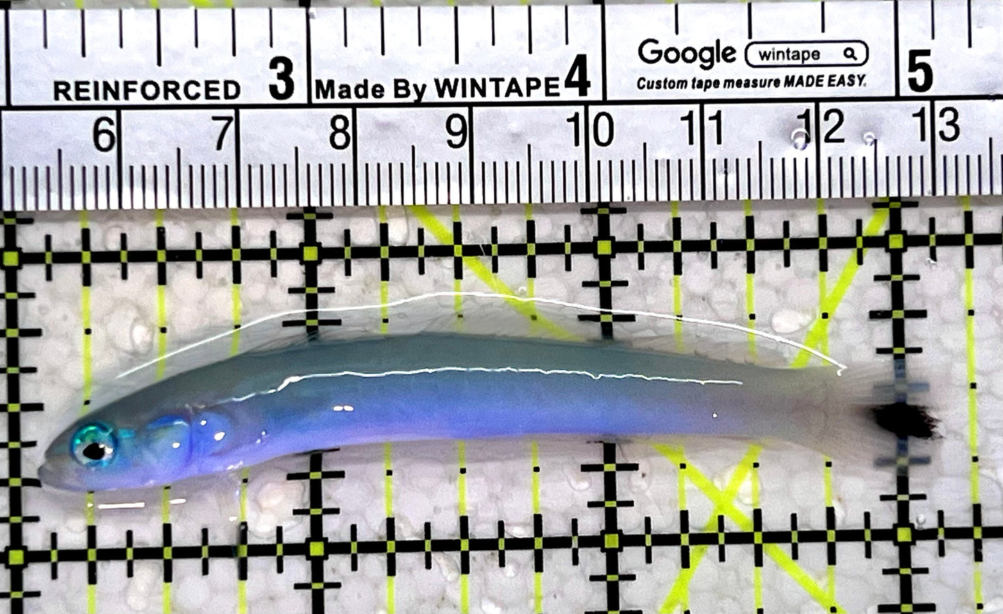 Blue Gudgeon Dartfish BGD112302 WYSIWYG Size: 3"