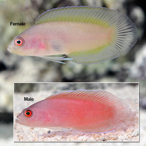 Ringeye Dottyback
