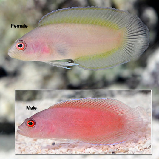 Ringeye Dottyback