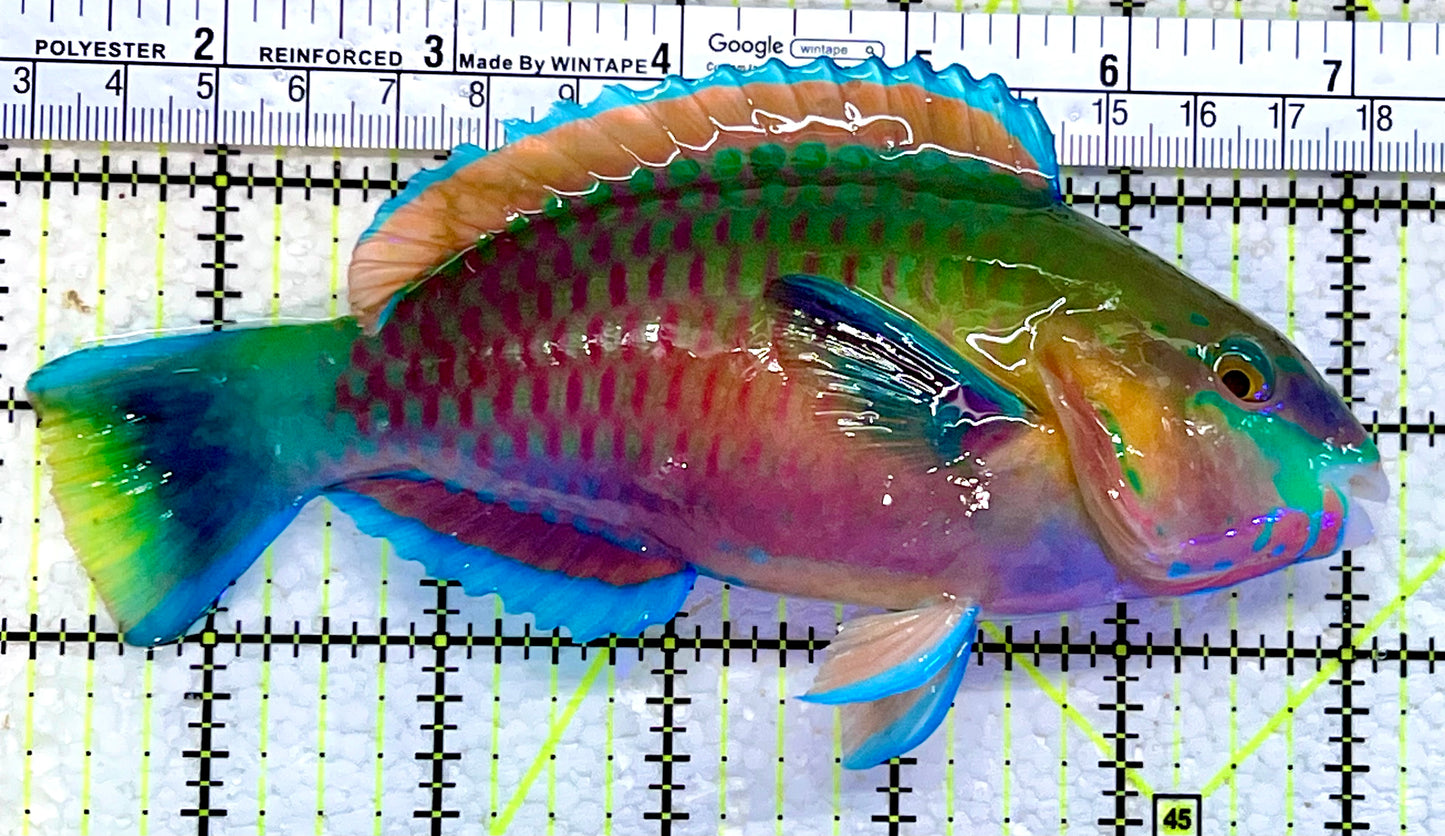 Princess Parrotfish PP112301 WYSIWYG Size: XL 6"