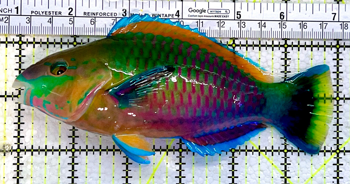 Princess Parrotfish PP112302 WYSIWYG Size: XL 6"