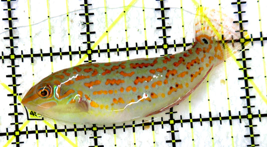 Timor Wrasse TW100301 WYSIWYG Size: XL 3.25" approx