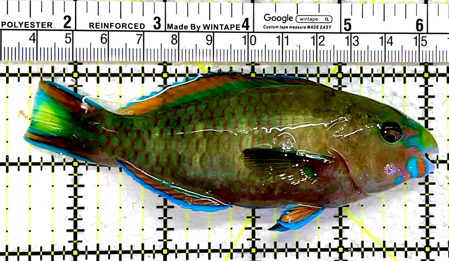 Princess Parrotfish PP112303 WYSIWYG Size: XL 5.75"