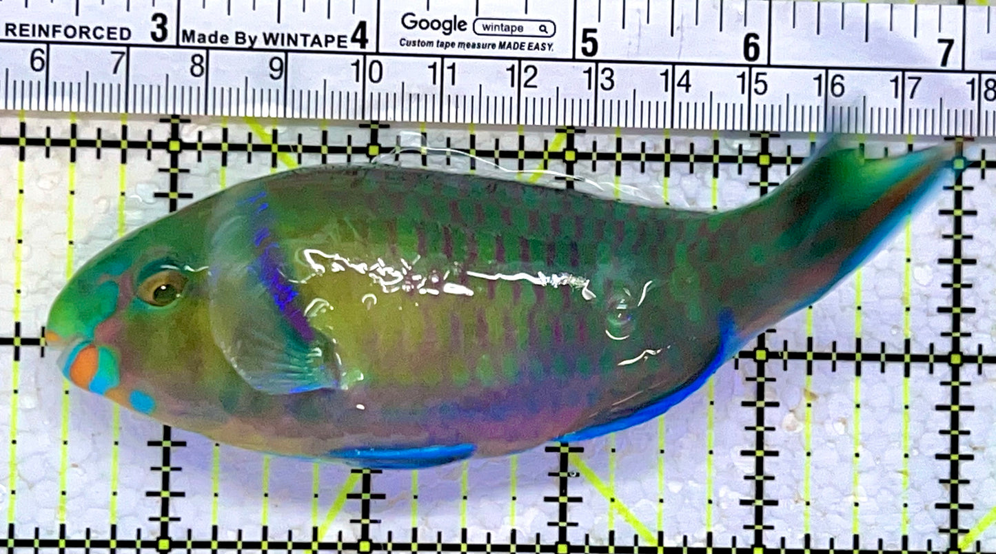 Princess Parrotfish PP112304 WYSIWYG Size: L 5"