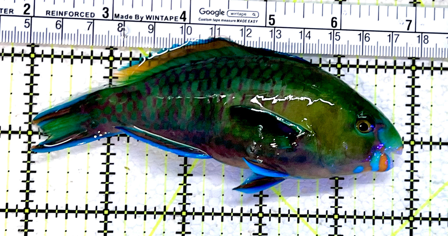 Princess Parrotfish PP112304 WYSIWYG Size: L 5"