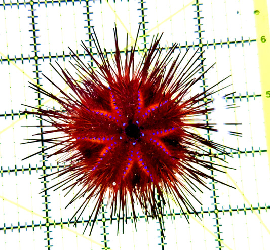 Red Blue Spotted Radiata Urchin RBSRU100301 WYSIWYG Size: L 4" approx
