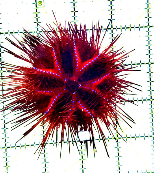Red Blue Spotted Radiata Urchin RBSRU100302 WYSIWYG Size: L 4" approx