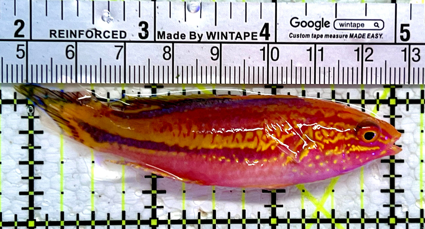 Pintail Fairy Wrasse PFW112301 WYSIWYG Size: XL 3.25"