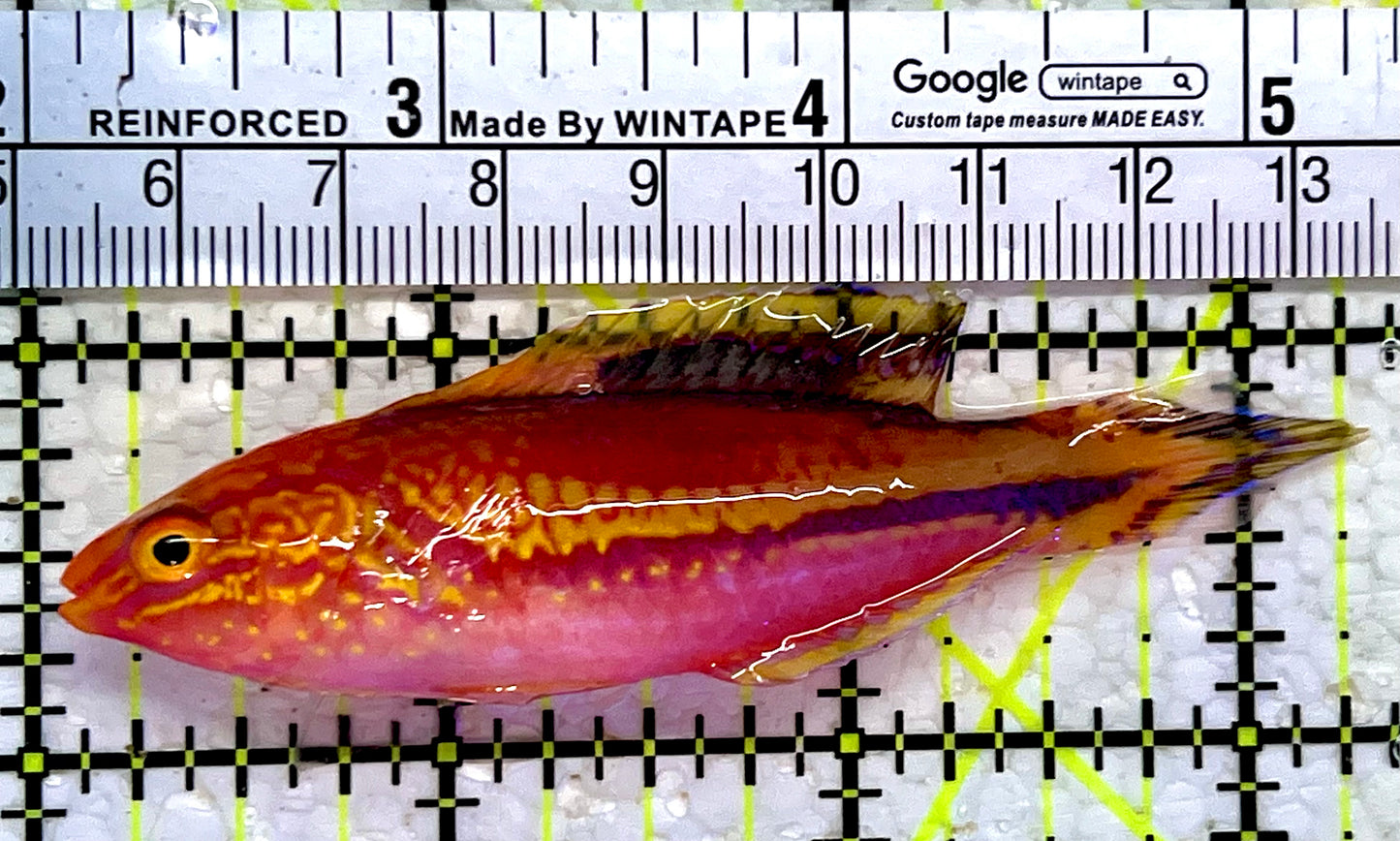 Pintail Fairy Wrasse PFW112301 WYSIWYG Size: XL 3.25"