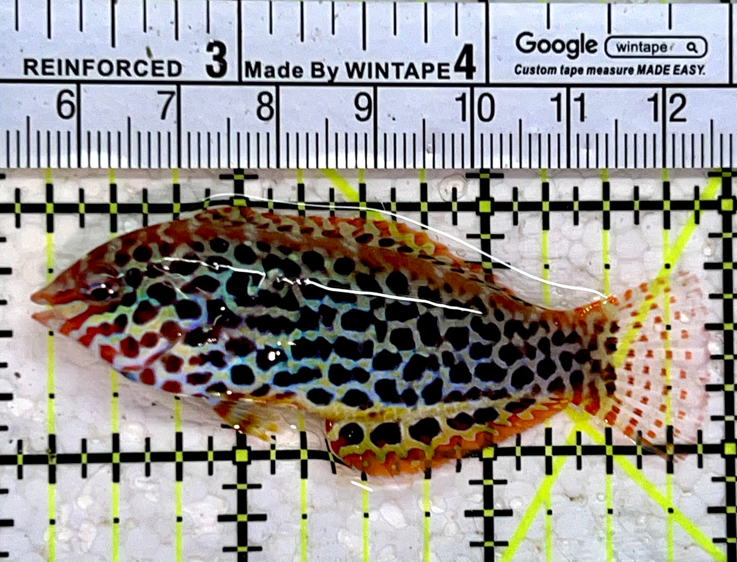 Meleagris Leopard Wrasse MLW112301 WYSIWYG Size: L 2.75"
