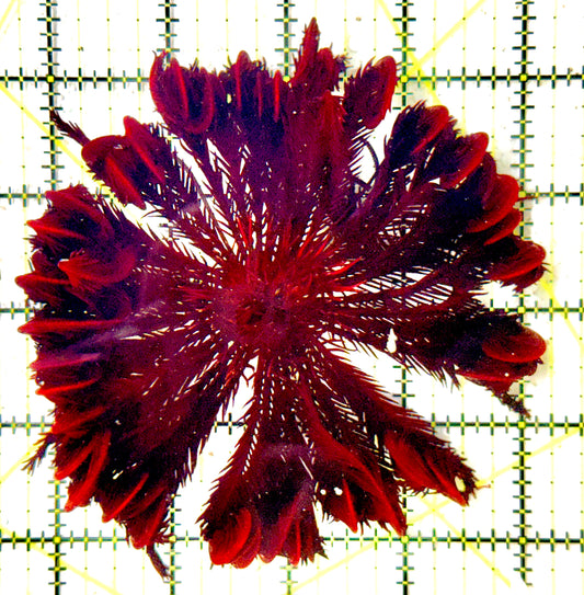 Red Feather Starfish RFS100301 WYSIWYG Size: XXL 4.5” approx