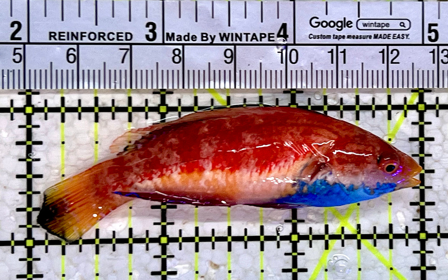 Sailfin Fairy Wrasse SFW112301 WYSIWYG Size: XL 3"