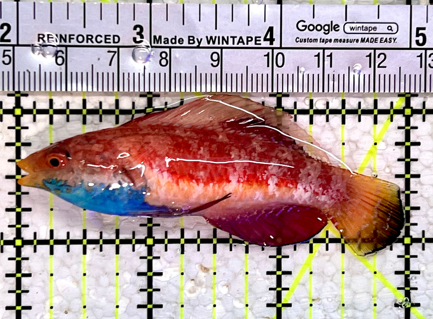 Sailfin Fairy Wrasse SFW112301 WYSIWYG Size: XL 3"