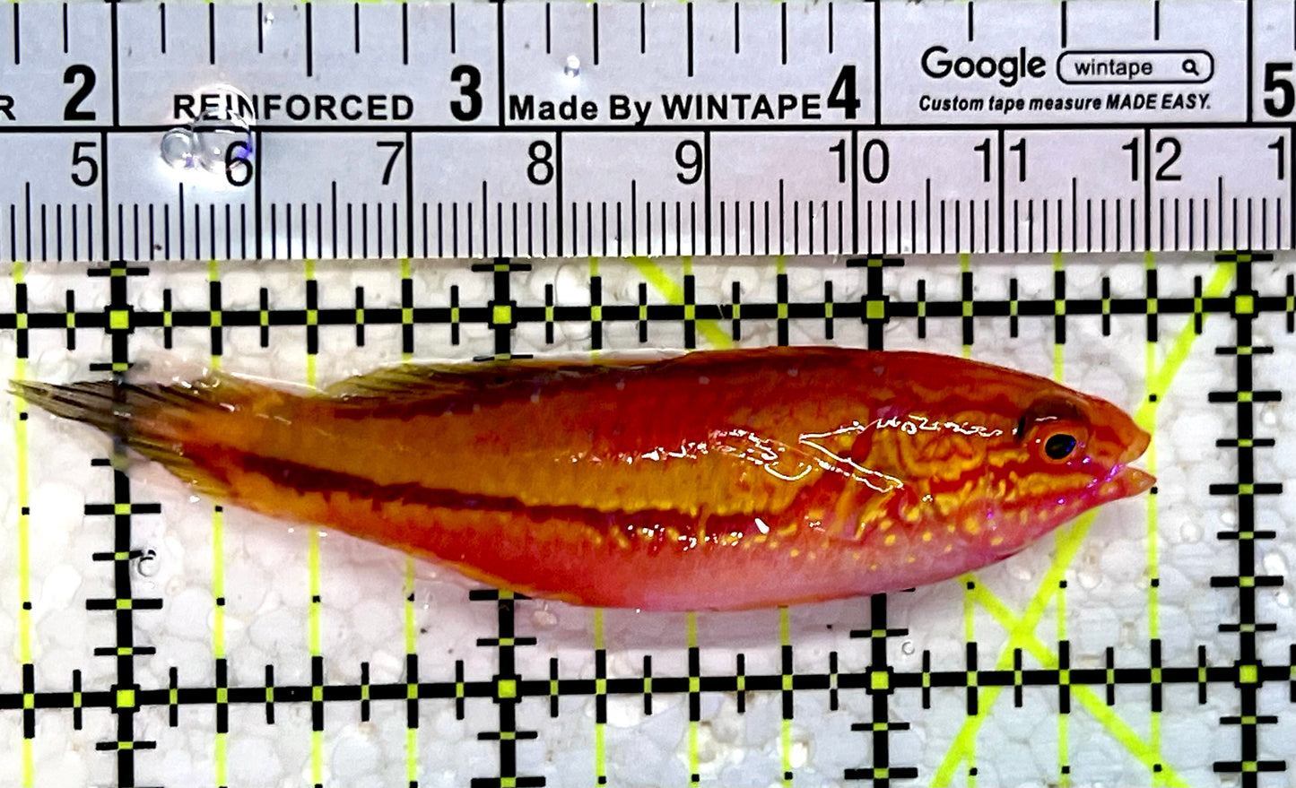 Pintail Fairy Wrasse PFW112302 WYSIWYG Size: XL 3"