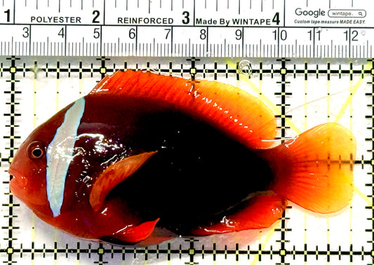 Tomato Clownfish TC100601 WYSIWYG Size: XXL 3.75" approx