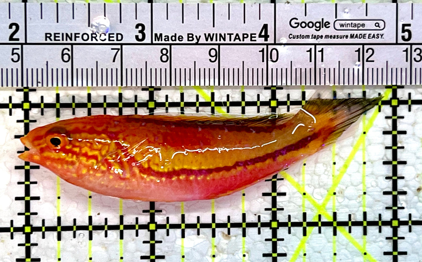 Pintail Fairy Wrasse PFW112302 WYSIWYG Size: XL 3"