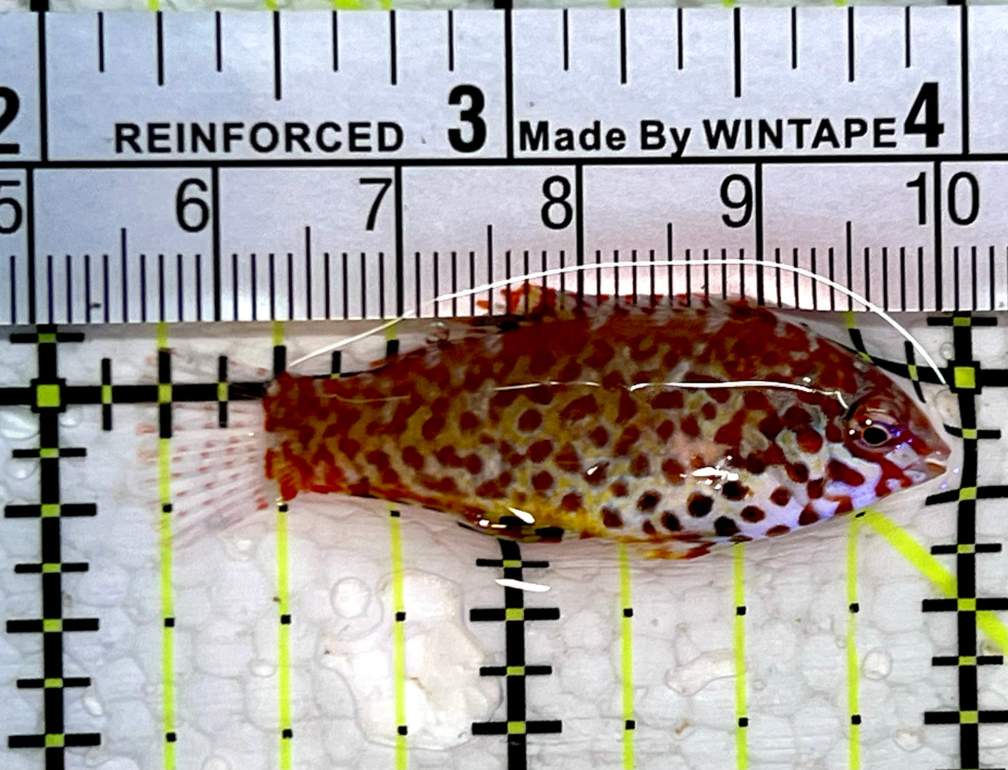 Meleagris Leopard Wrasse MLW112302 WYSIWYG Size: S 1.75"