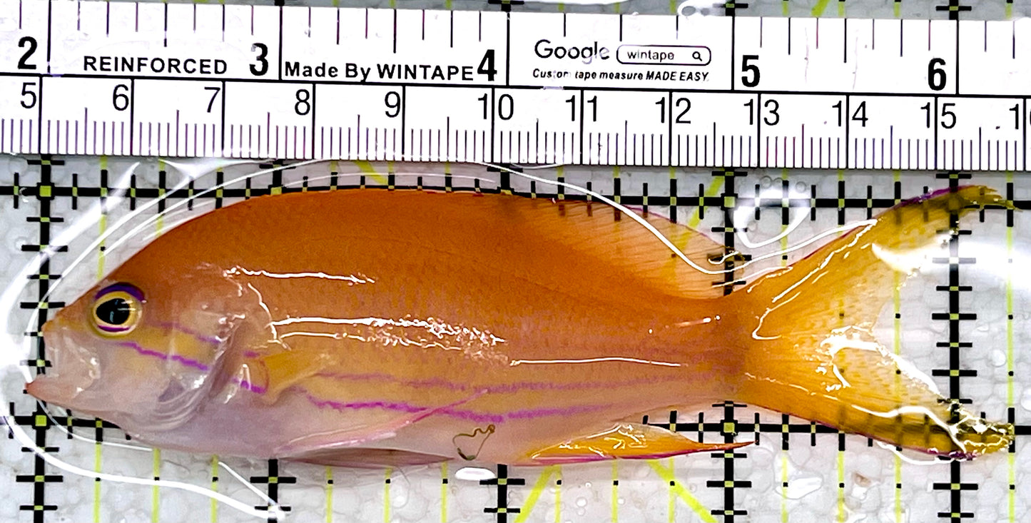 Squareback Anthias (Female) SAF112301 WYSIWYG Size: XL 4.25"