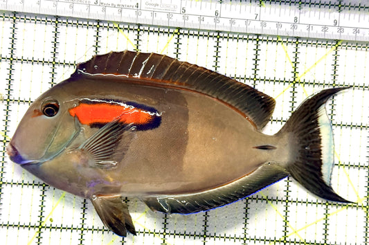 Orange Shoulder Tang OST100601 WYSIWYG Size: XXL Adult 8.75" approx