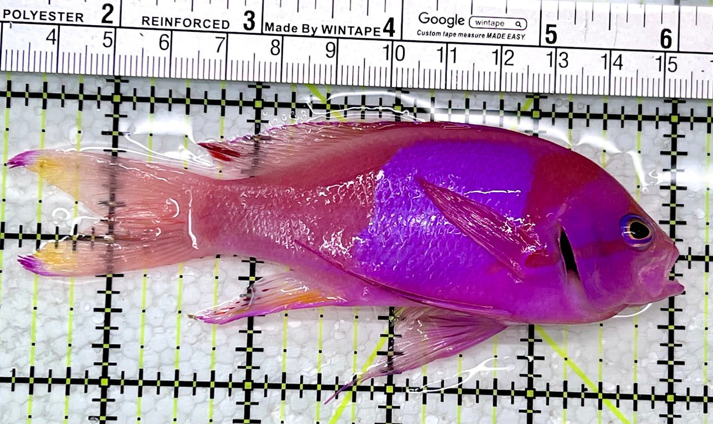 Squareback Anthias (Male) SAM112301 WYSIWYG Size: L 4.75"