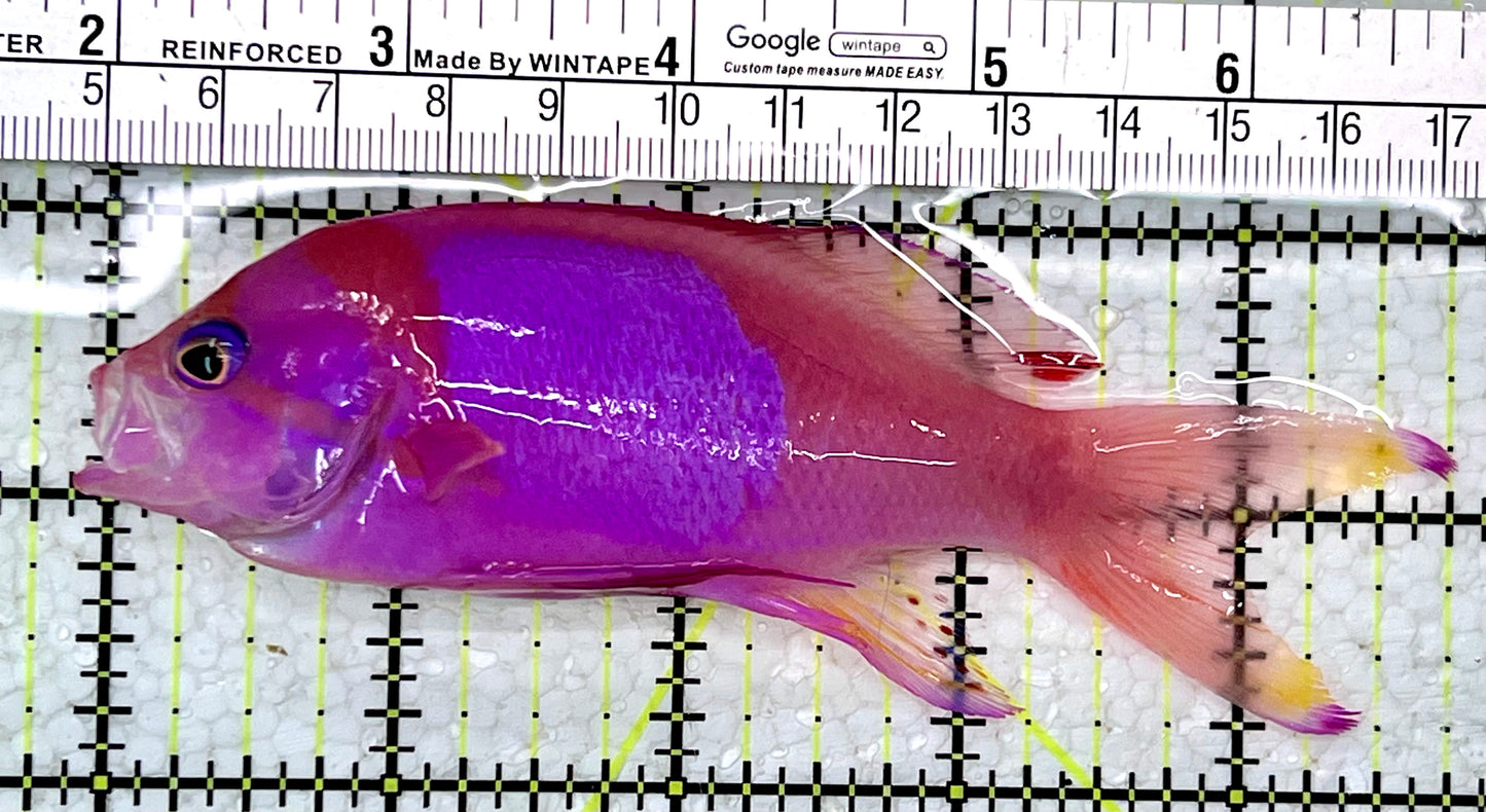 Squareback Anthias (Male) SAM112301 WYSIWYG Size: L 4.75"