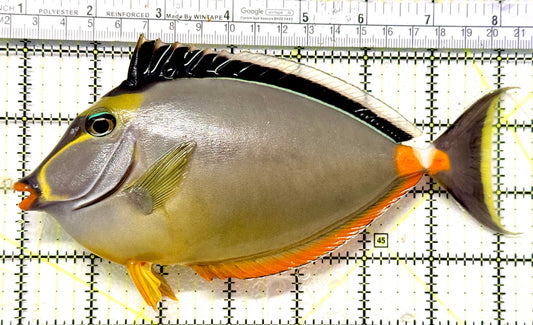 Naso Tang NT100601 WYSIWYG Size: XXL 7.5" approx