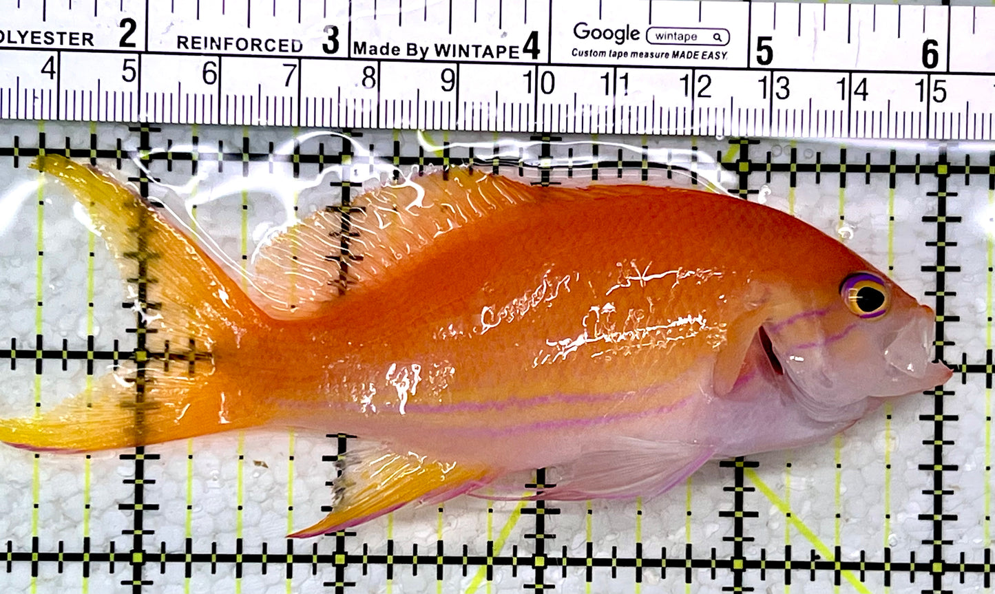 Squareback Anthias (Female) SAF112302 WYSIWYG Size: XL 5