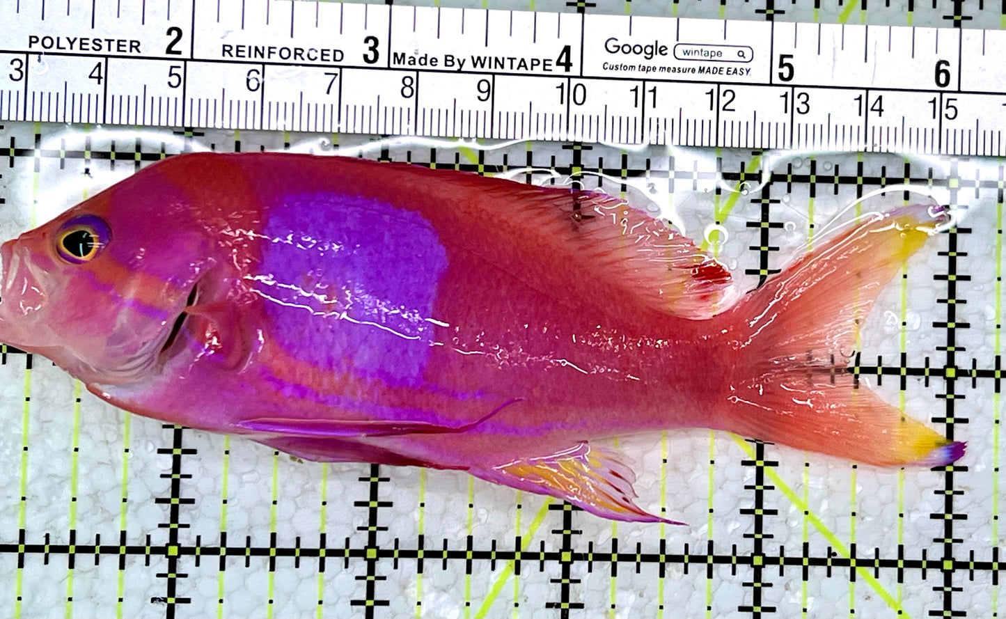 Squareback Anthias (Male) SAM112302 WYSIWYG Size: L 5"