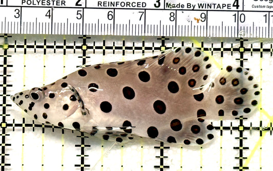 Panther Grouper PG100601 WYSIWYG Size: M 3.25" approx